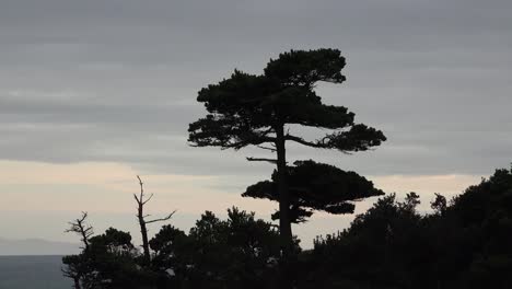 Oregon-Port-Orford-Tree-On-Battle-Rock